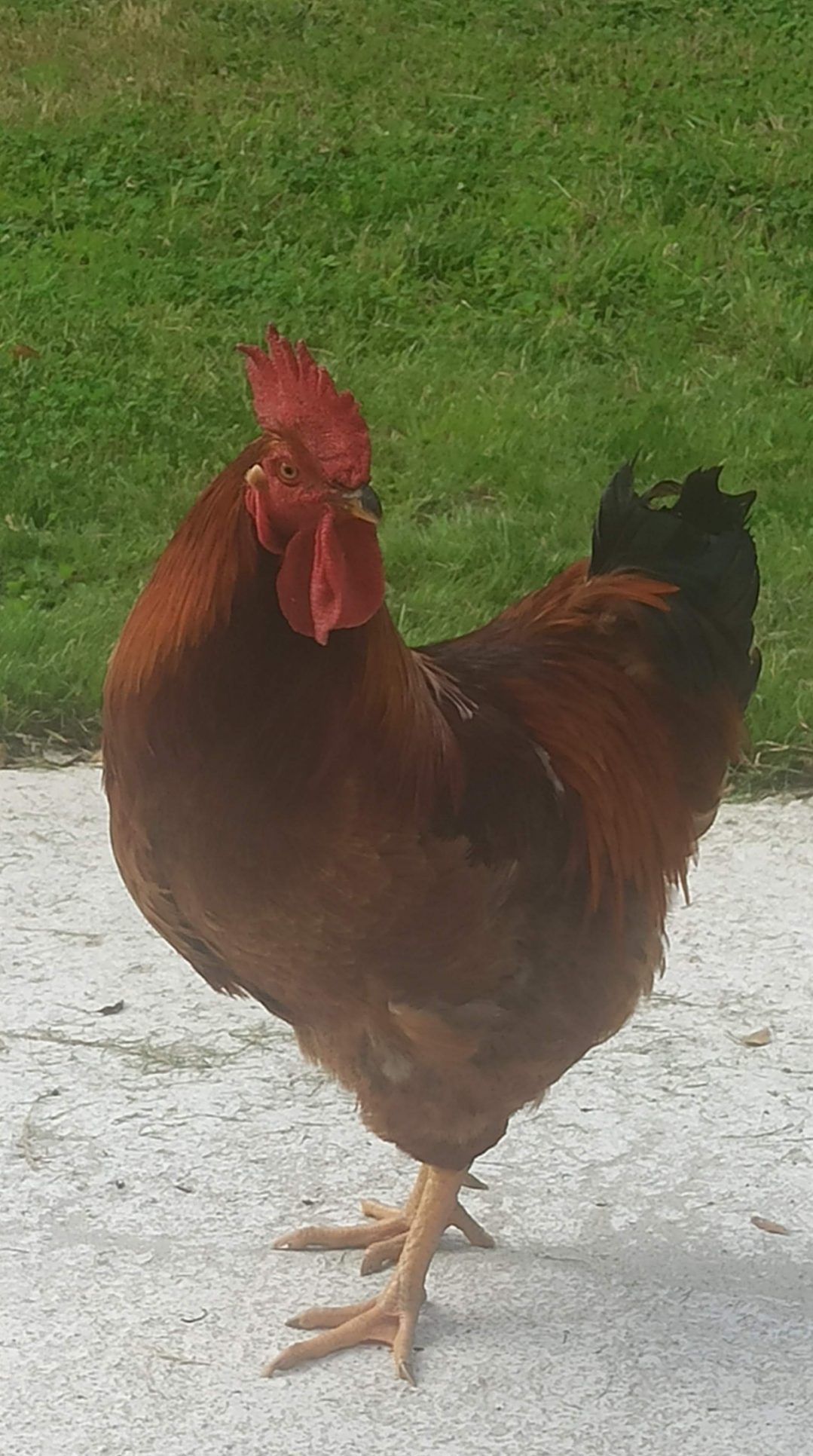 Jacquot le coq est mort La Chapelle a Gausson